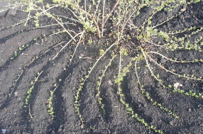 Planting currants with layering