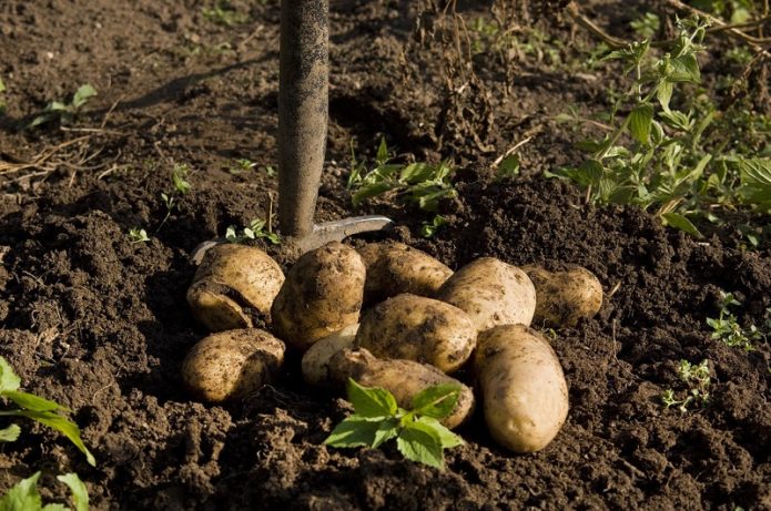 Potato harvest