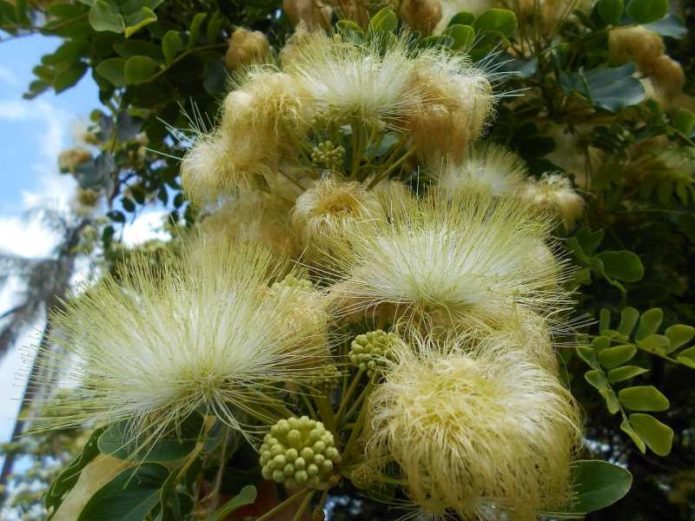 Albizia Lebecca