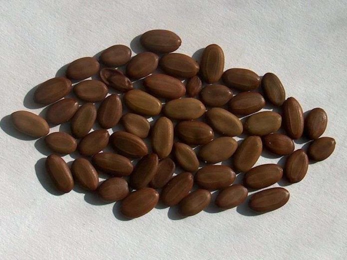 Albicia seeds