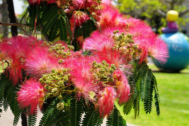 Albizia is an exotic tree that can be grown in our gardens