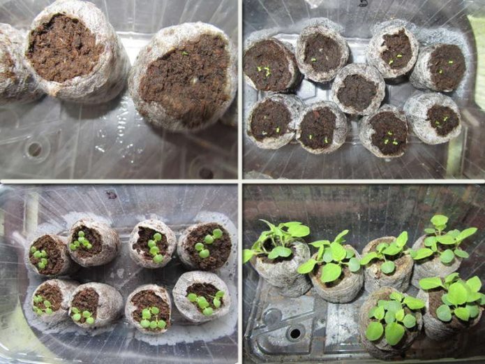 Brovallia propagation by seeds