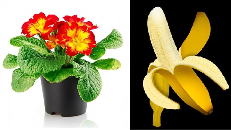 Banana peel as a fertilizer in home gardening: when will it be effective?