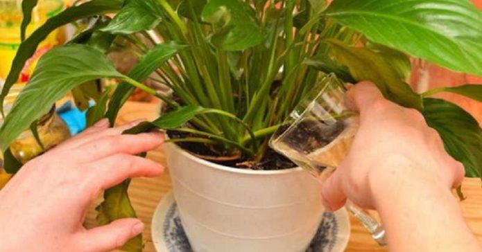 Watering the plant with banana tincture