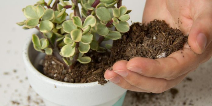 Planting succulents