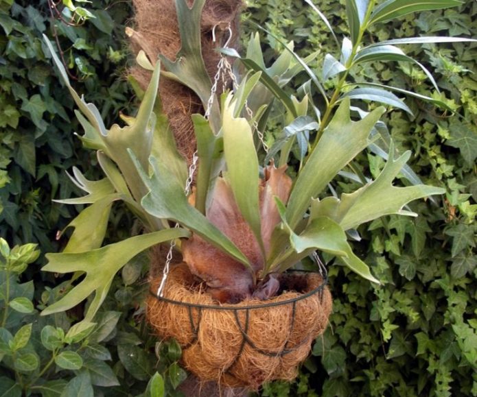 Platizerium in a hanging pot