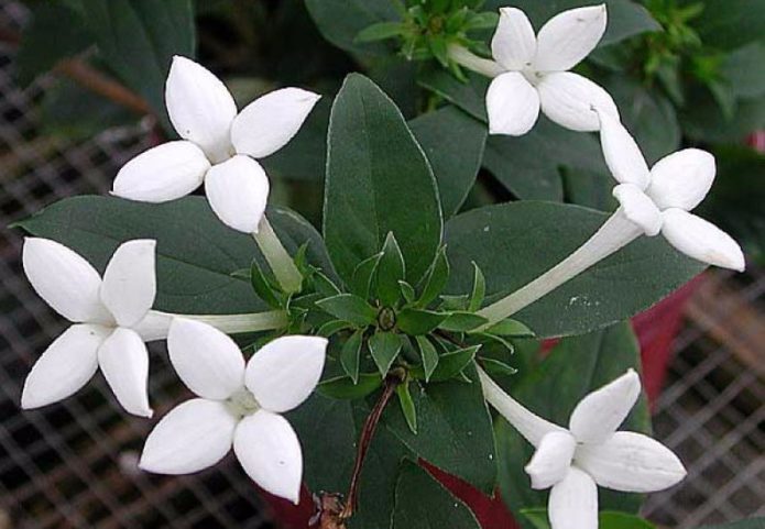 Long-flowered bouvardia