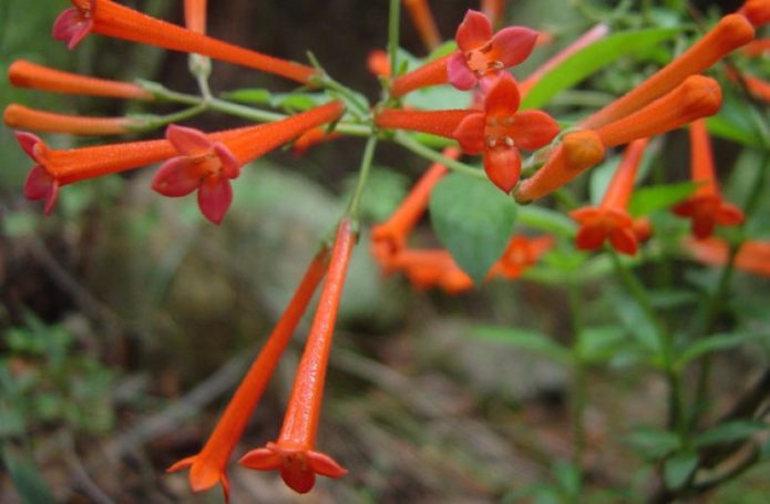 Smooth-flowered bouvardia