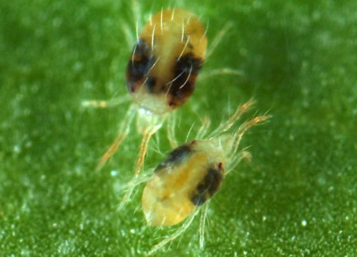 Aphid