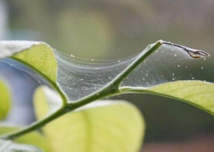 The defeat of the plant by a spider mite