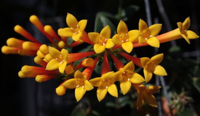 Bouvardia yellow