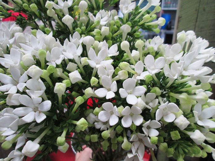 Bouvardia jasmine-flowered