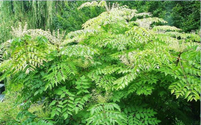 Aralia Manchu