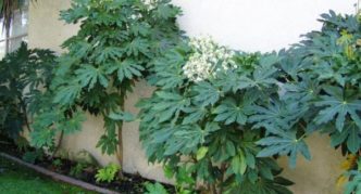 Aralia along the fence