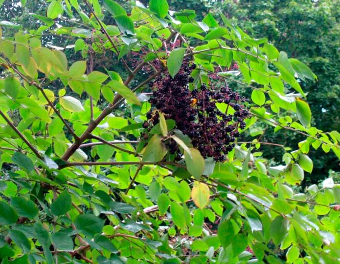 Aralia fruit