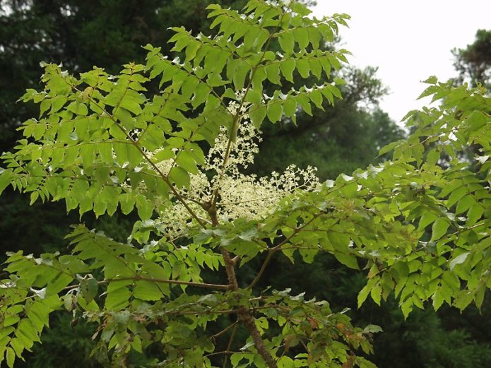 Chinese aralia