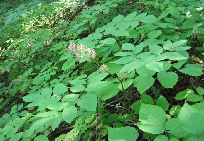 Aralia continental