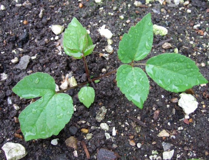 Reproduction of aralia by cuttings