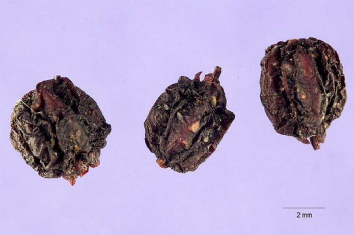 Manchurian aralia seeds