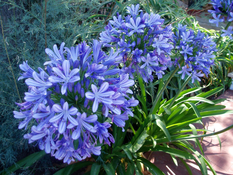 How to grow a thermophilic agapanthus in the garden and at home