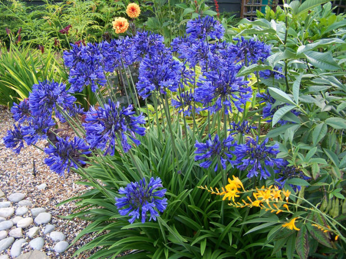 Agapanthus