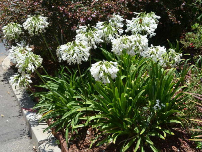 Eastern agapanthus