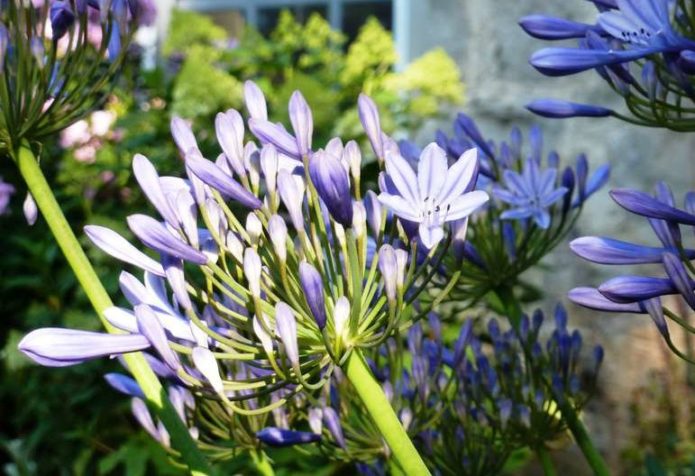 Bell-shaped agapanthus