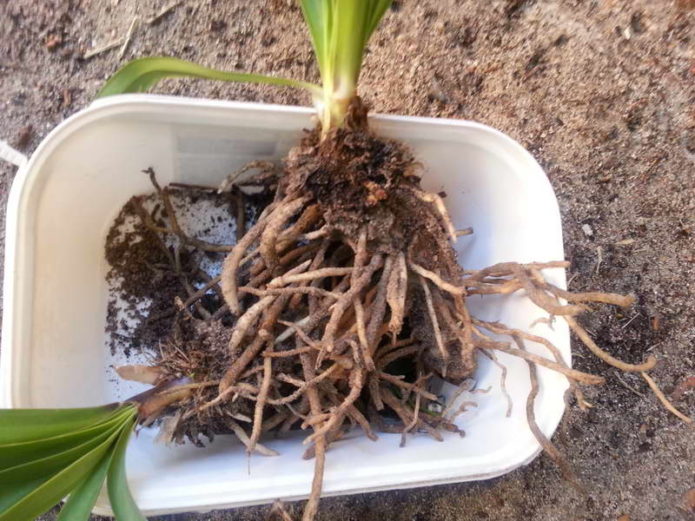 Agapanthus roots