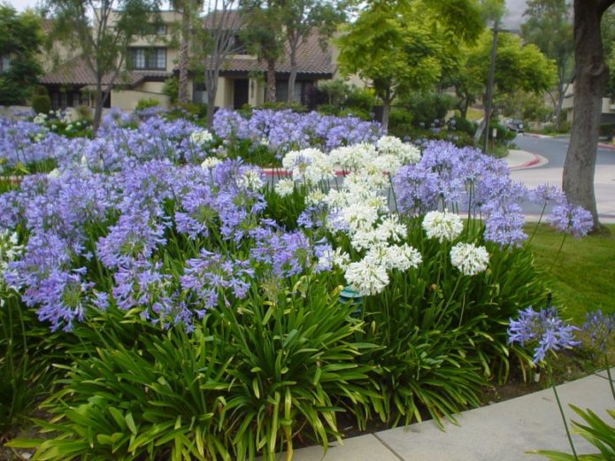 Agapanthus in the garden