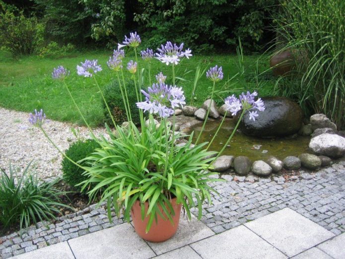 Agapanthus in a pot