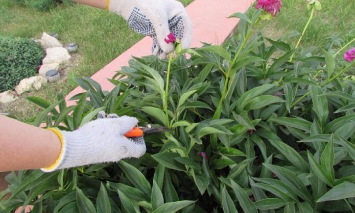 Peony pruning