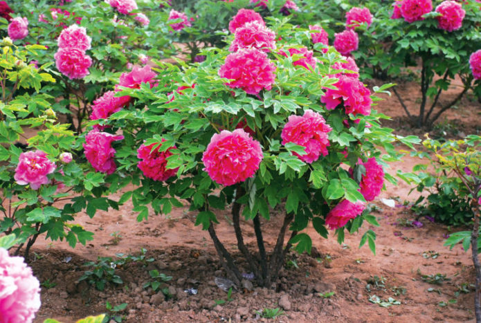 Blooming peony bush