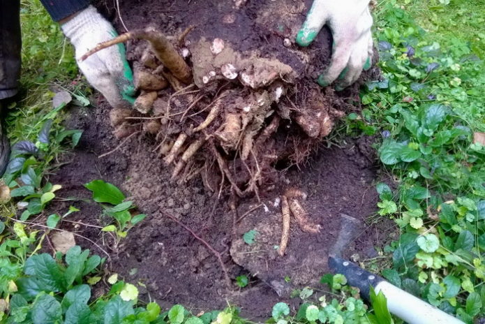 Peony transplant