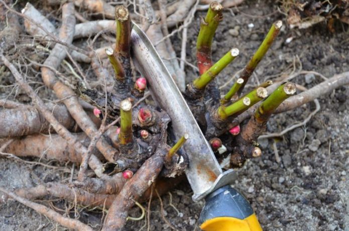 Peony transplant