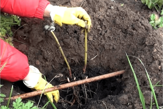 Peony transplant