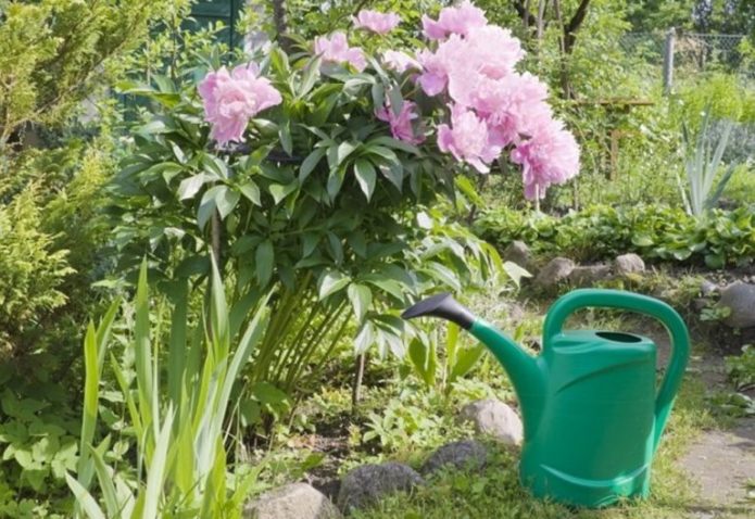 Watering plants