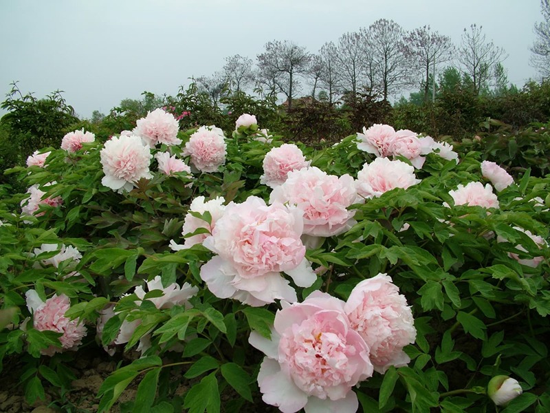 How to properly care for peonies after flowering to get lush bushes next year