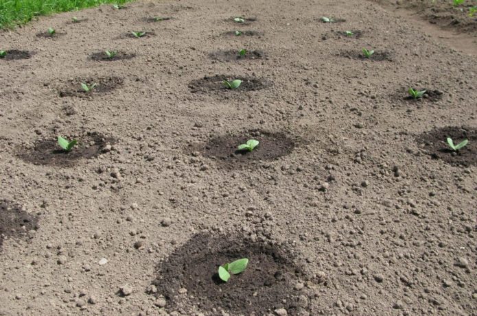 Planting scheme for cucumbers