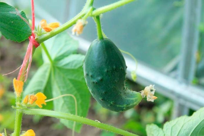 Twisted cucumbers