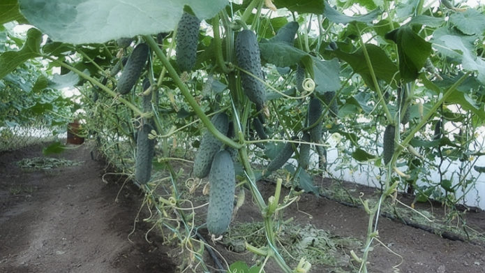 Cucumber harvest