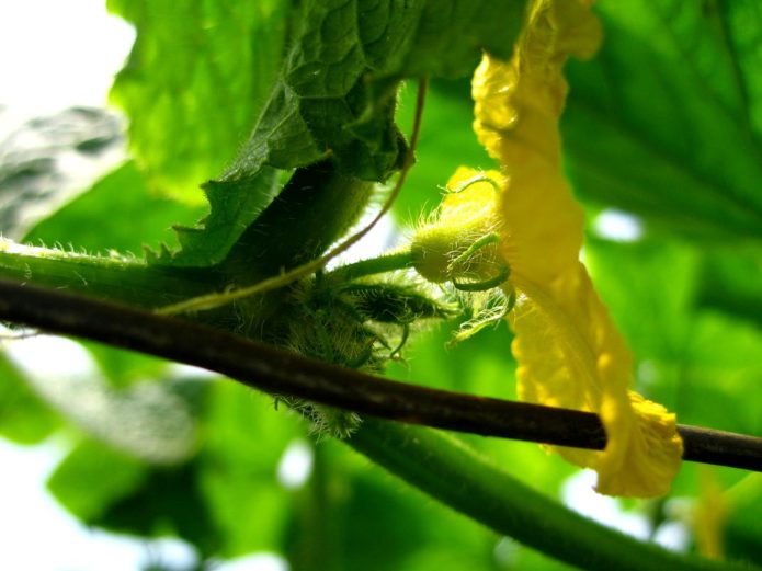 Barren flowers on cucumbers