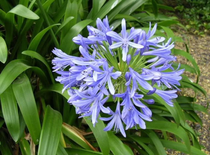 Agapanthus umbrella