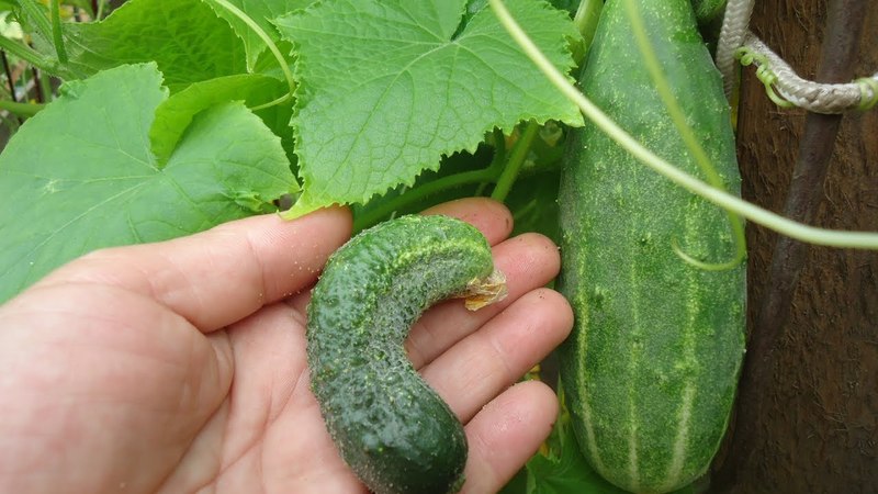 gnarled cucumbers