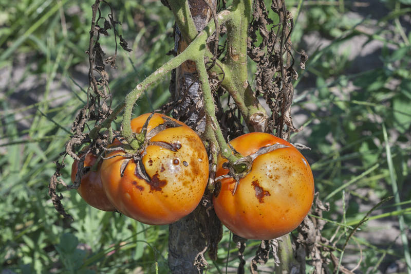 late blight on tomatoes