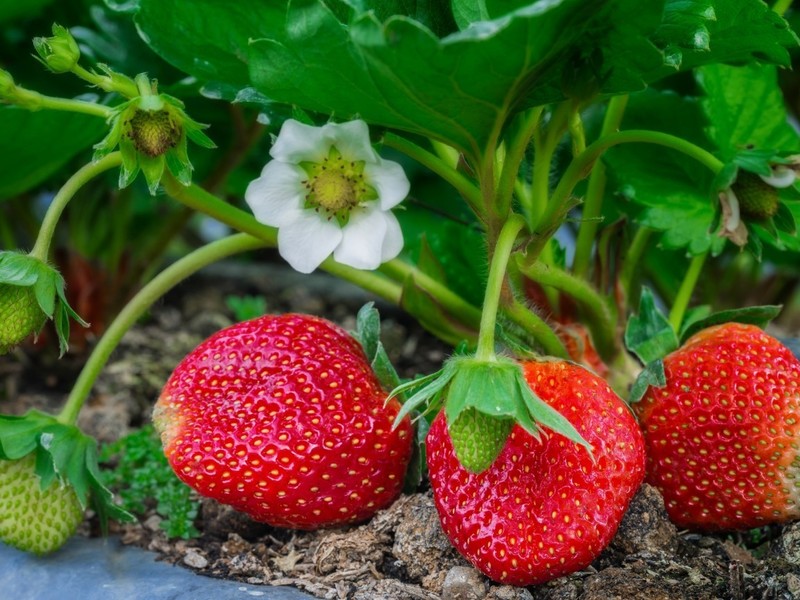 How to properly care for strawberries after the last berry harvest: rules for laying a good harvest for the next year