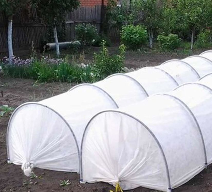 Greenhouses with cucumbers