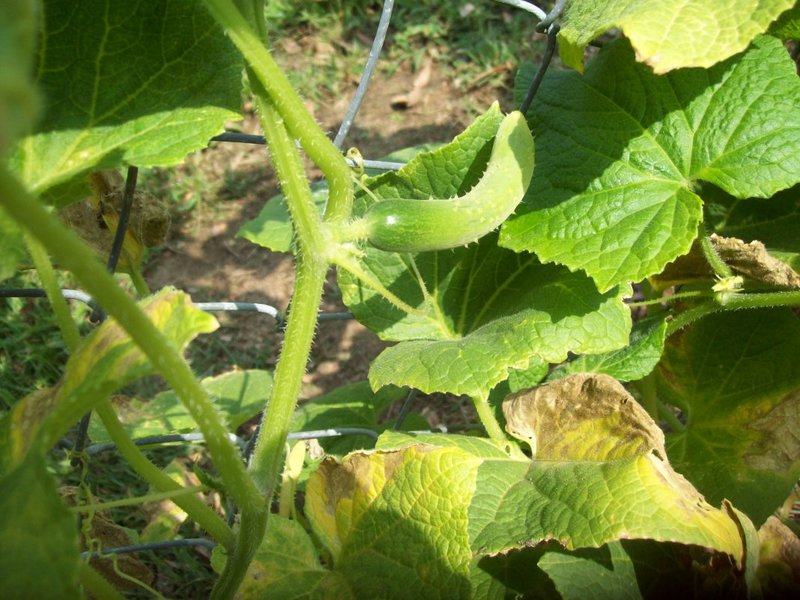 yellowing of cucumber leaves