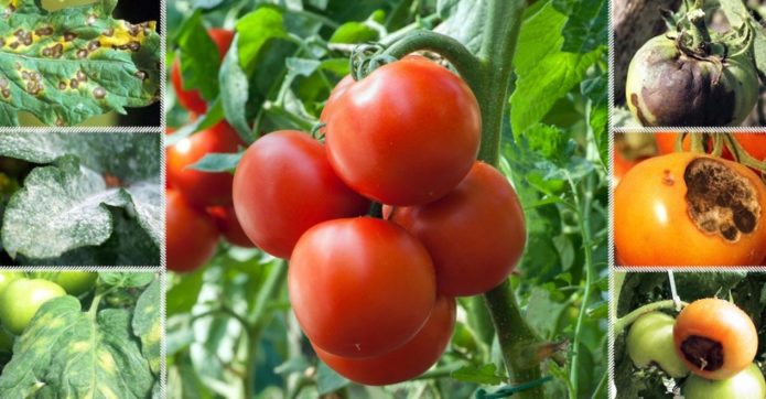 Phytophthora on tomatoes