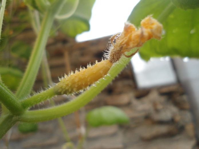 Cucumber ovary yellow