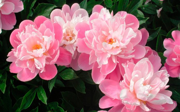 Pink peonies